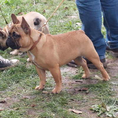 Étalon Bouledogue français - Angie du berger de la vallée des géants