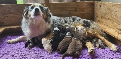 Étalon Berger Américain Miniature - Isiwun U the best or nothing