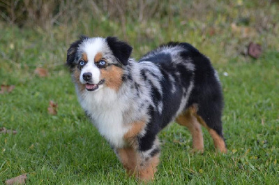 Étalon Berger Américain Miniature - Sapeure tokyo reves indiens