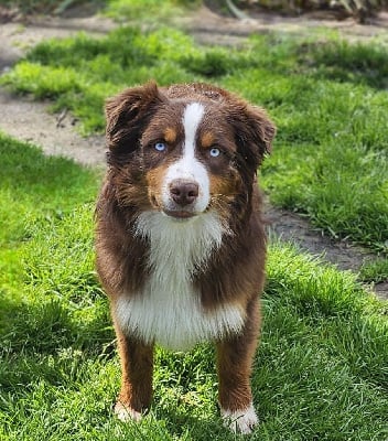 Étalon Berger Américain Miniature - Vendee globe baloo du petit Duc Victoria