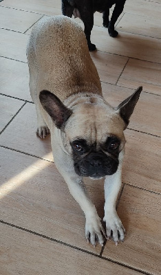 Étalon Bouledogue français - Olive de la fontaine du Vercors