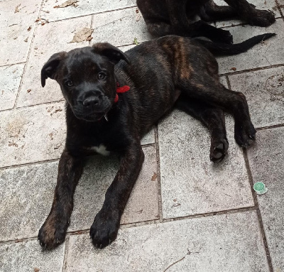 Étalon Cao Fila de São Miguel - Aria De Kerboizy