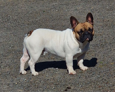 Étalon Bouledogue français - des terres de bourguenailles Ulk