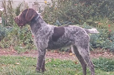 Étalon Barbu tchèque - Vera des Plaines du Cambresis