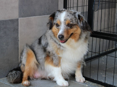 Étalon Berger Américain Miniature - Sun is shining (Sans Affixe)