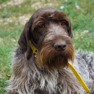 Étalon Griffon d'arrêt à poil dur Korthals - Ouessant de Franc Jeu