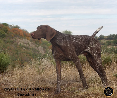 Étalon Braque allemand à poil court - TR. Royal-b'lo du vallon de Beaudini