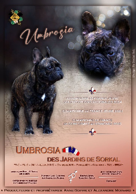 Étalon Bouledogue français - CH. Umbrosia Des Jardins De Sorkal