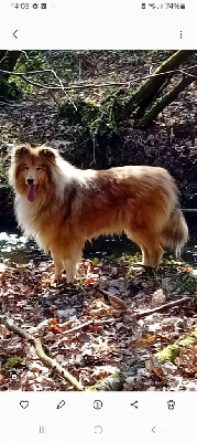 Étalon Colley à poil long - Ulécy du Soleil Doux