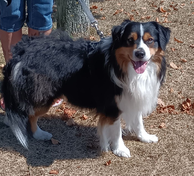 Étalon Berger Américain Miniature - Tetris Des Onyx Du Mont Clair