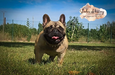 Étalon Bouledogue français - fanetti la vita Helen