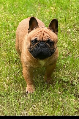 Étalon Bouledogue français - Utah The Kingdom Of The Little Red Kings