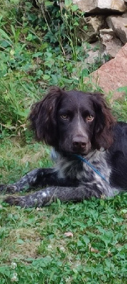 Étalon Chien d'Oysel allemand - Des Forêts Du Sud Chalonnais Volcan