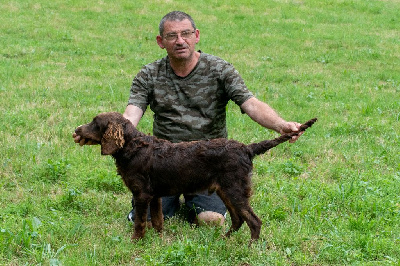 Étalon Chien d'Oysel allemand - Mon chien Des Forêts Du Sud Chalonnais