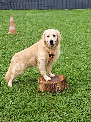 Étalon Golden Retriever - Oslo le grand du Crépuscule des Etangs