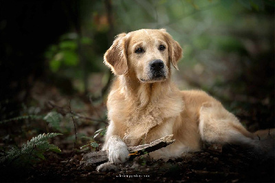Étalon Golden Retriever - Rialto des terres de scoubidou