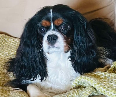 Étalon Cavalier King Charles Spaniel - Tango De L'esquisse Sauvage