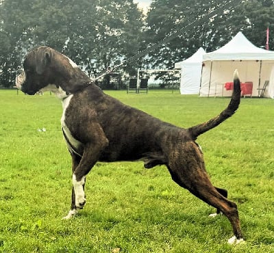 Étalon Boxer - CH. Valentino (Sans Affixe)