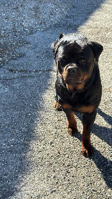 Étalon Rottweiler - Volt Des Titans Noirs Et Feux