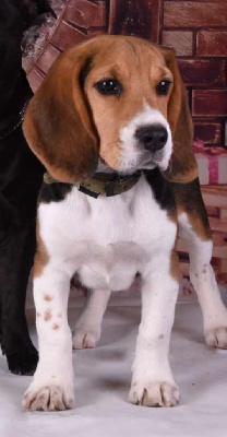 Étalon Beagle - Roucky (Sans Affixe)