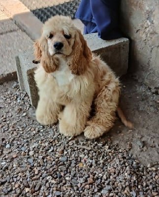 Étalon American Cocker Spaniel - Vincent van gogh de l ecrin des précieuses
