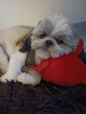 Étalon Shih Tzu - du Moulin de Bonneval Mon chien