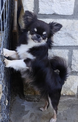 Étalon Chihuahua - Urus blue collector Des Pattounes Douces
