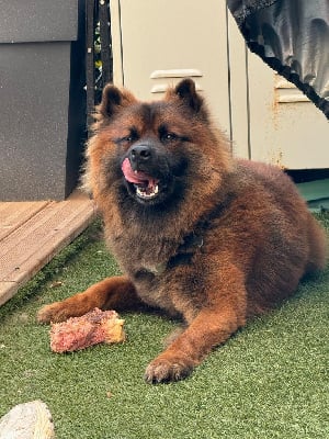 Étalon Eurasier - tango du mistral normand 