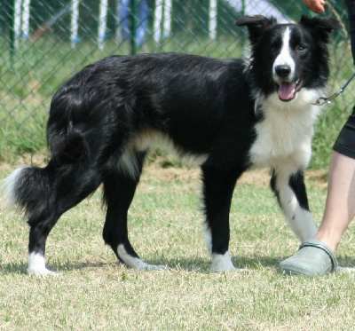Étalon Border Collie - Oz Des Vignes Roses
