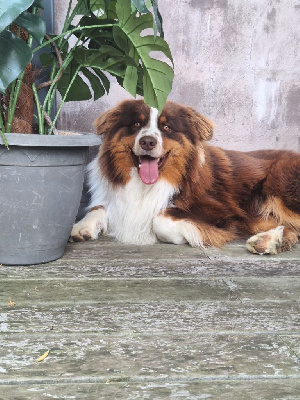 Étalon Berger Australien - Uregghan loky Des Collines Du Lac De Paladru