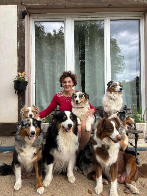 Étalon Berger Australien - Saphir De L'amour De L'arche de Noëlle