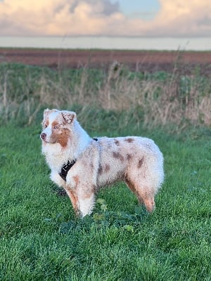 Étalon Berger Australien - Urus Du Domaine Des Robes Sacrées