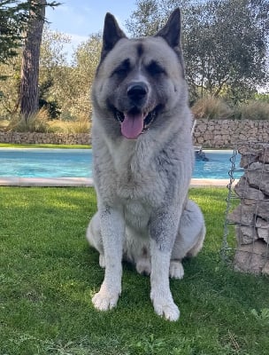 Étalon Akita americain - Rider Titre Initial