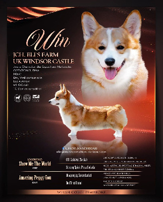 Étalon Welsh Corgi Pembroke - Eli's Farm Mon chien