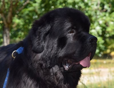 Étalon Terre-neuve - CH. dar lukinograda Lukas