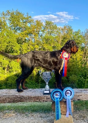 Étalon Setter Gordon - CH. Ultra-trail De La Grange De Ploumajou