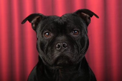 Étalon Staffordshire Bull Terrier - rapace rocco du royaume staff