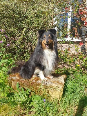 Étalon Shetland Sheepdog - Sweety d'inouie Du Domaine De La Pruneraie