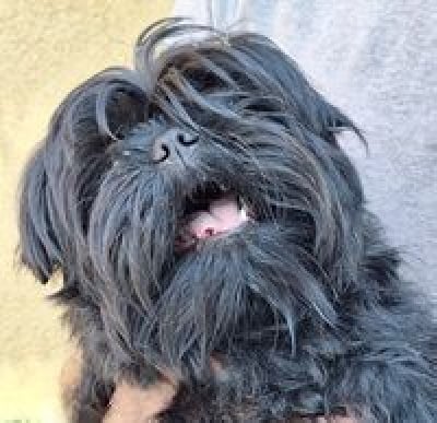 CH. Galicar instant attraction (Sans Affixe)