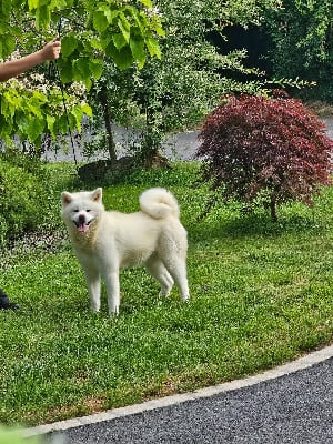 Étalon Akita - Vaihanan De La Joaillerie De La Cour