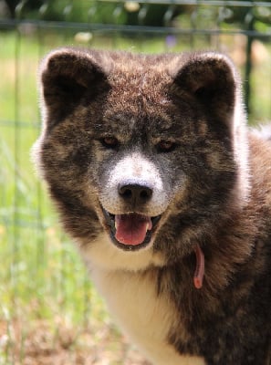 Étalon Akita - Shanaï du domaine des Sakura