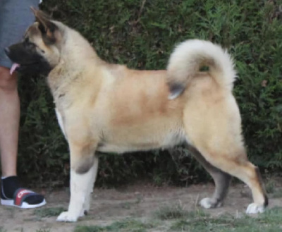 Étalon Akita americain - Utopia Du Grand Cèdre Bleu