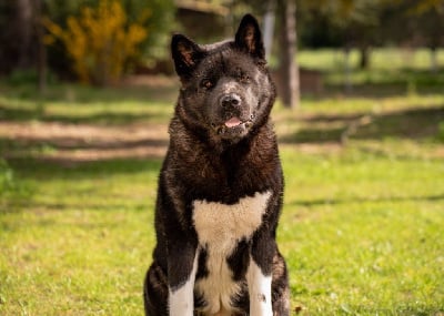 Étalon Akita americain - Urielle (Sans Affixe)