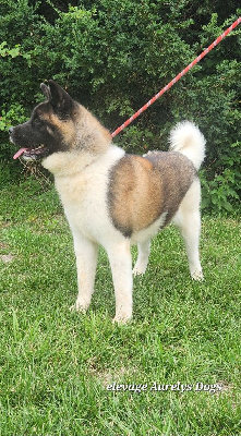 Étalon Akita americain - Vanille Du Domaine D'amserpa