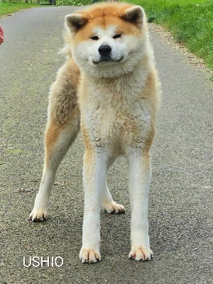 Ushio Des Fideles Akita Ken