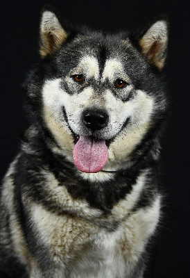 Étalon Alaskan Malamute - Sky Les Loups Des Outsky