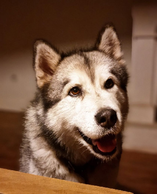 Étalon Alaskan Malamute - Malu in kita's shadow