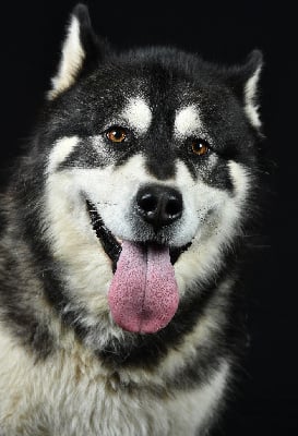 Étalon Alaskan Malamute - Putchi de nounack