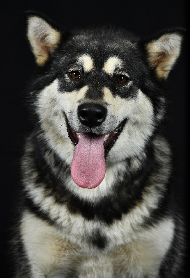 Étalon Alaskan Malamute - Topaze Des guerriers chippewas