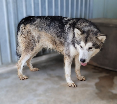 Étalon Alaskan Malamute - Uhina Des marais de courmont